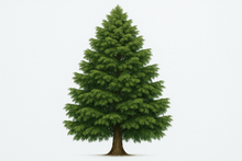 Load image into Gallery viewer, Japanese Cedar