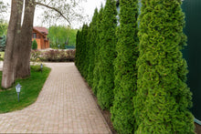 Load image into Gallery viewer, Thuja Green Giant trees along a landscaped path in Roanoke, VA