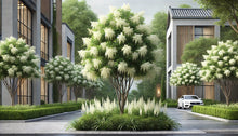 Load image into Gallery viewer, Chinese Fringetree - Roanoke Landscape Supply - 15 Gallon