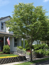 Load image into Gallery viewer, Green Vase Zelkova - Roanoke Landscape Supply -