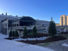 Load image into Gallery viewer, Nellie Stevens Holly Tree - Roanoke Landscape Supply - 3 Gallon