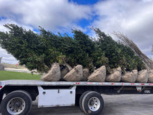 Load image into Gallery viewer, Nellie Stevens Holly Tree - Roanoke Landscape Supply - 3 Gallon