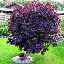 Load image into Gallery viewer, Royal Purple Smoke Tree in Roanoke - Roanoke Landscape Supply