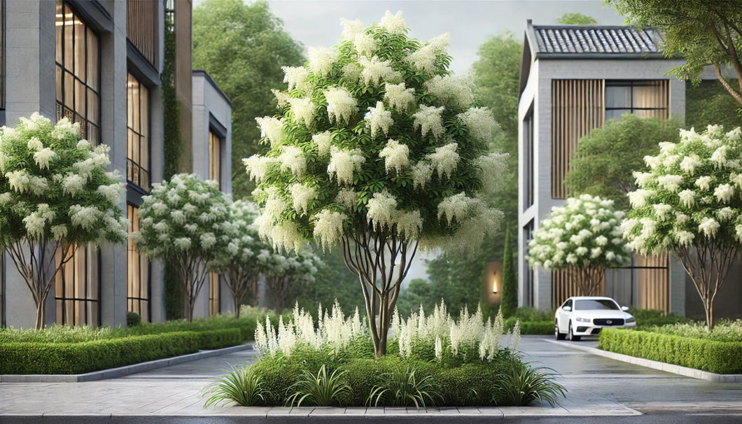 Chinese Fringetree - Roanoke Landscape Supply - 15 Gallon
